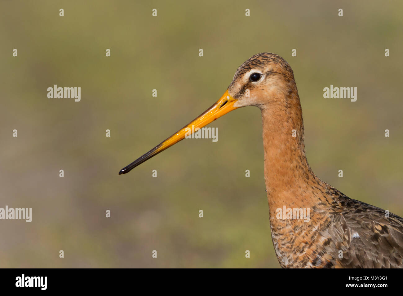 Barge à queue noire - Limosa limosa - Uferschnepfe ssp. limosa, Pologne, adulte, homme, plumage nuptial Banque D'Images