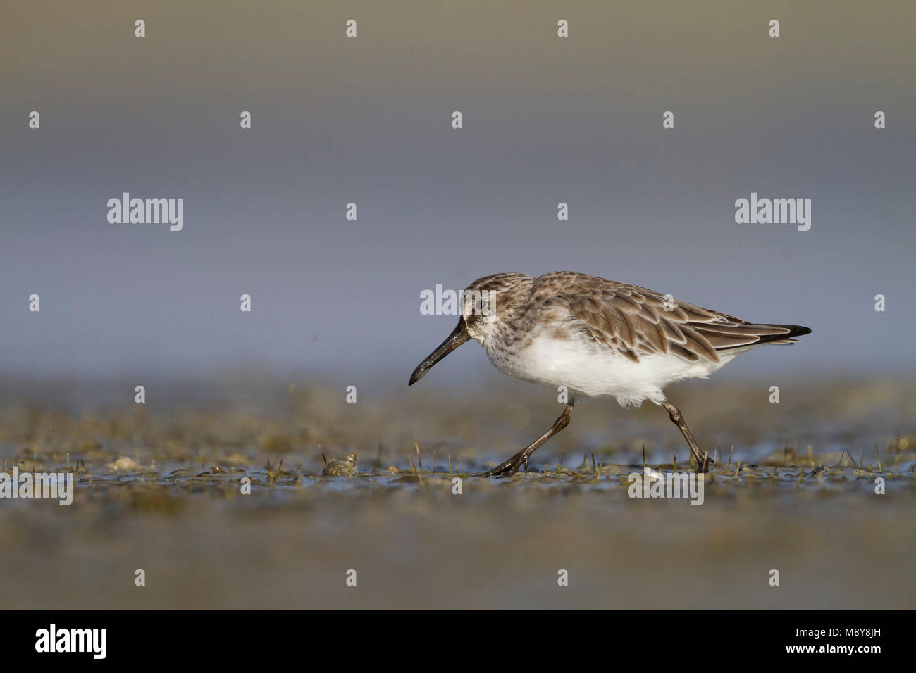 Faucon kobez - Sumpfläufer - Limicola falcinellus, Oman, 2e cy Banque D'Images