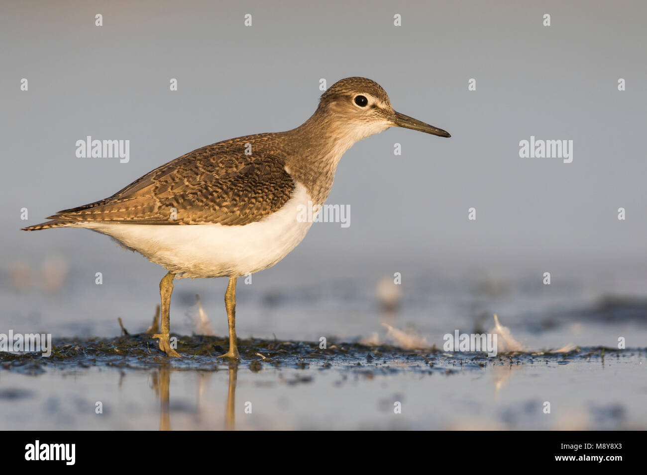 - Flussuferläufer - Actitis hypoleucos, Allemagne, 1er cy Banque D'Images