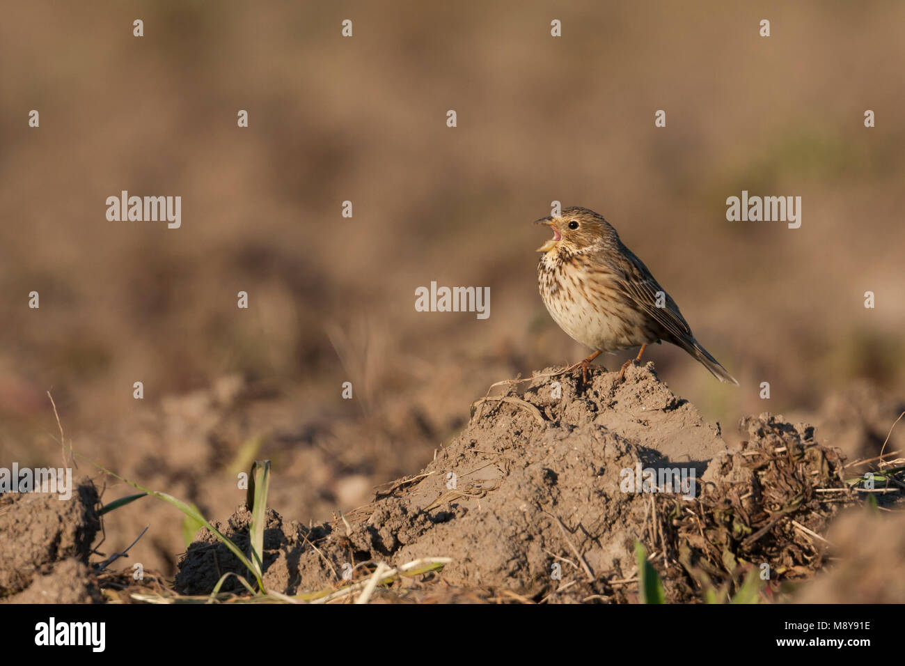 Bruant Proyer - Miliaria calandra Grauammer - ssp. calandra, Mallorca, adulte Banque D'Images