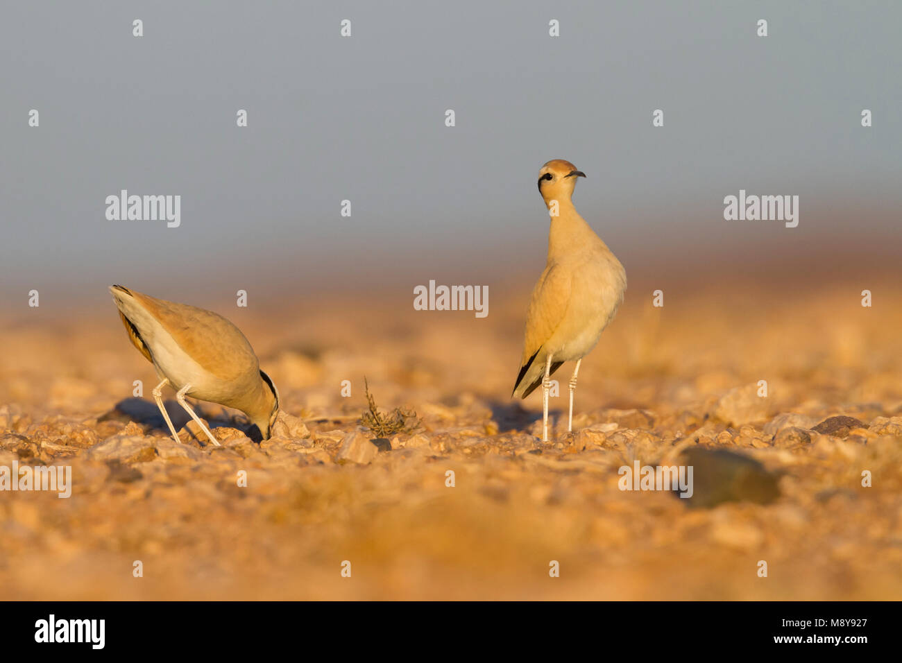 De couleur crème - Courser Rennvogel - Cursorius cursor curseur ssp., Maroc, adulte Banque D'Images