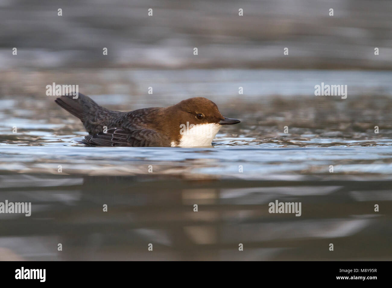 Waterspreeuw, White-throated Dipper Banque D'Images