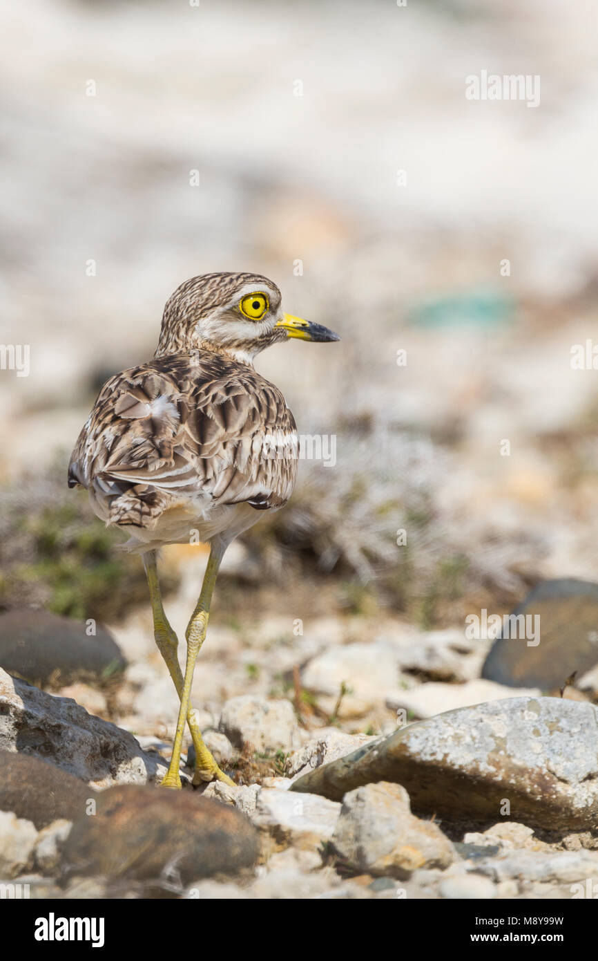 Stone-Curlew eurasien - Triel - Burhinus bistriatus ssp. saharae, Chypre, adulte Banque D'Images