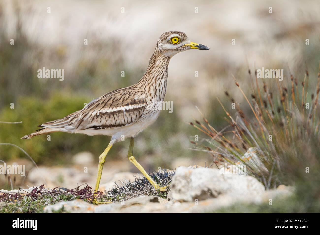 Stone-Curlew eurasien - Triel - Burhinus bistriatus ssp. saharae, Chypre, adulte Banque D'Images