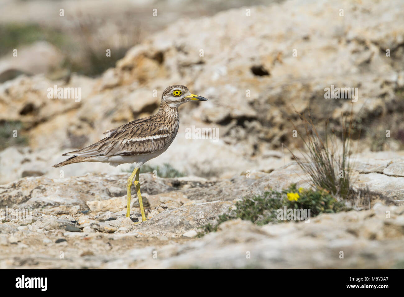 Stone-Curlew eurasien - Triel - Burhinus bistriatus ssp. saharae, Chypre, adulte Banque D'Images