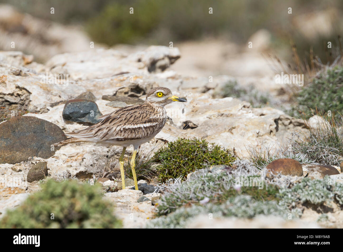 Stone-Curlew eurasien - Triel - Burhinus bistriatus ssp. saharae, Chypre, adulte Banque D'Images