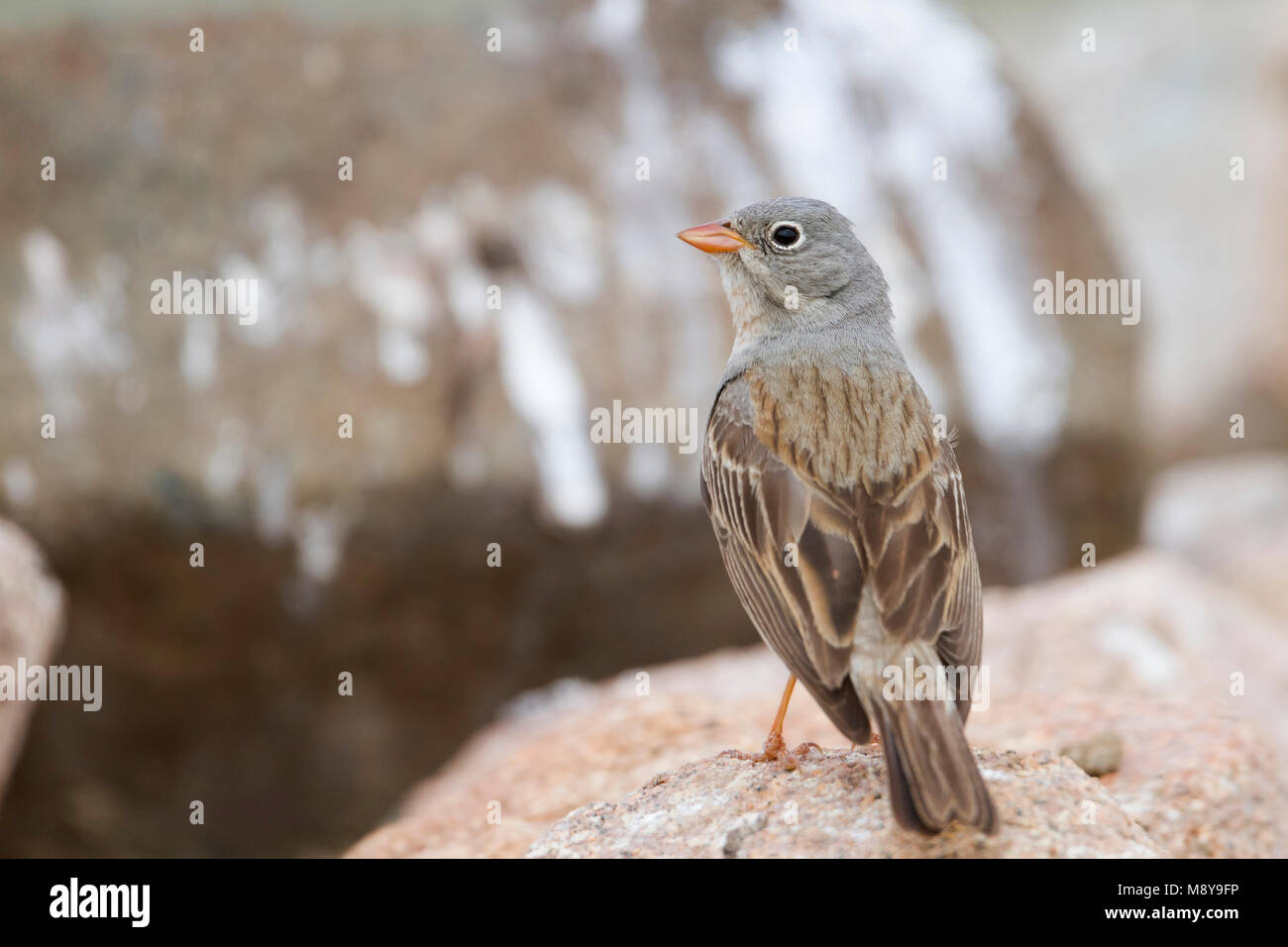 Bruant à cou gris - Steinortolan - Emberiza buchanani, le Kazakhstan, l'homme adulte Banque D'Images