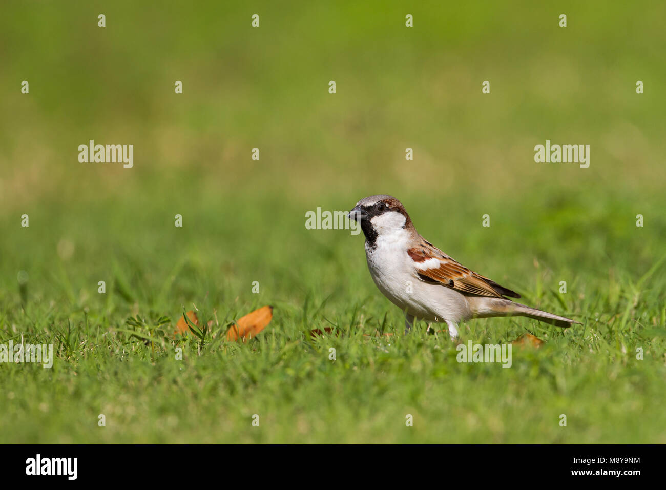 Huismus, Moineau domestique Passer domesticus ssp. hufufaen, mâle adulte, Oman Banque D'Images
