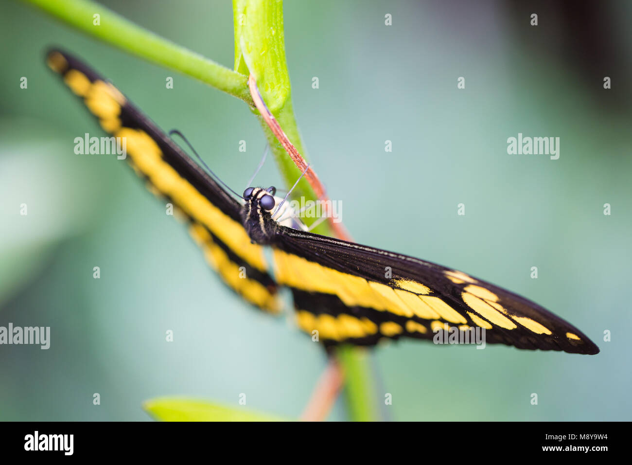 Le roi swallowtail butterfly perché sur une plante Banque D'Images