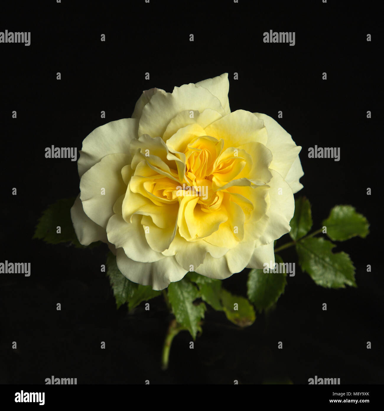 Rose jaune 'Leverkusen' Banque D'Images