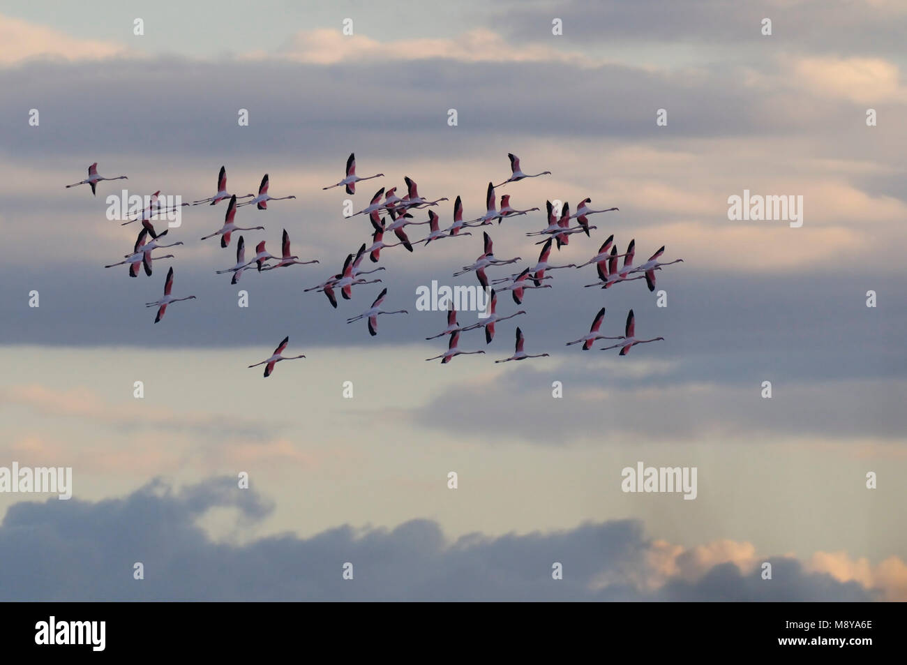 L'image d'oiseaux par Rob Riemer Banque D'Images