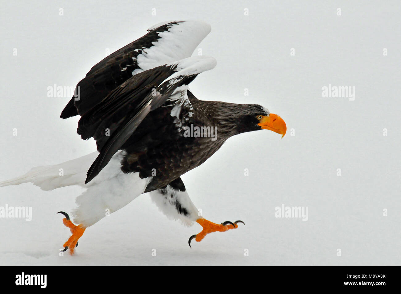 Recreatie en watersportcentrum de Steller vleugels wijd en lopend op ijs ; mer Stellers-eagle ailes déployées et de marcher sur la glace Banque D'Images