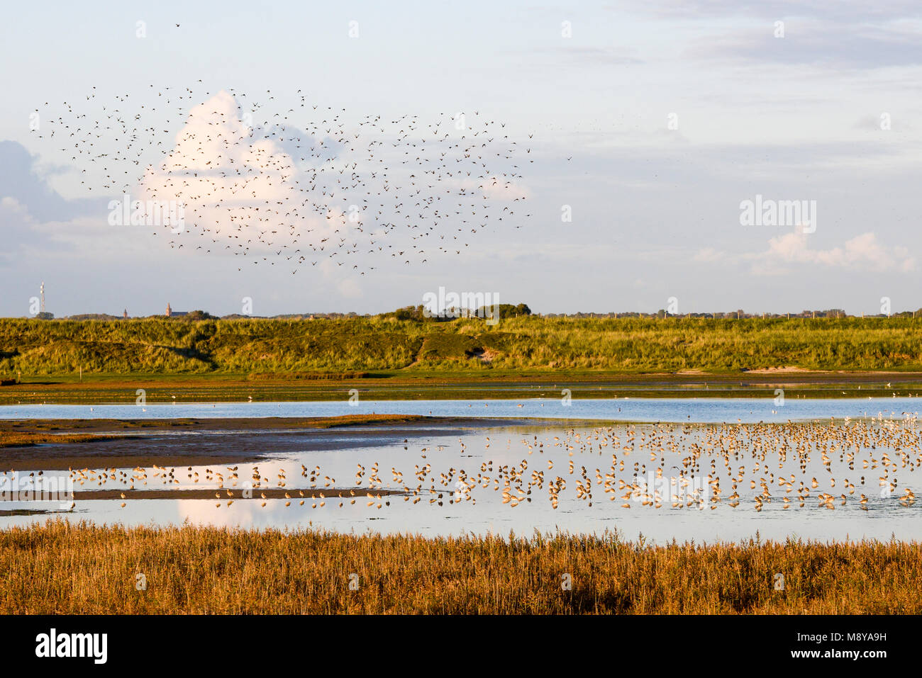 Oiseaux Migration Vogeltrek Mokbaai Mokbaai, Texel Texel Banque D'Images