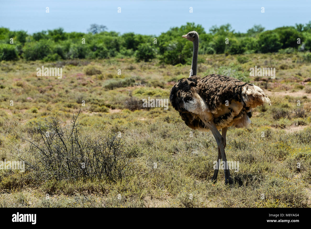 Autruche d'Afrique du Sud (Struthio camelus australis) Banque D'Images