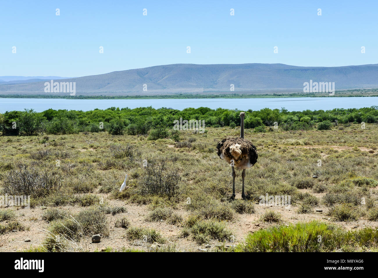 Autruche d'Afrique du Sud (Struthio camelus australis) Banque D'Images