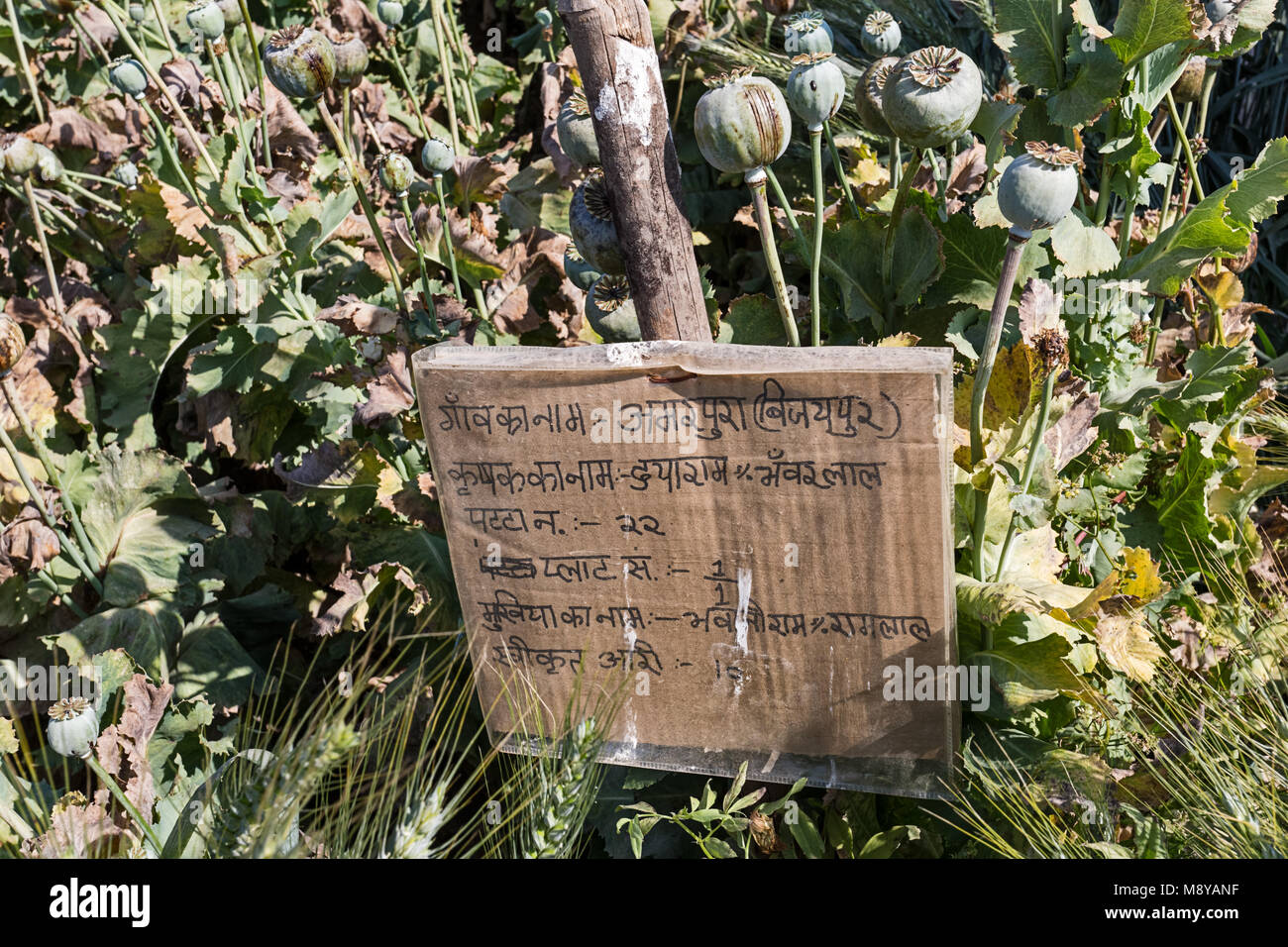 Le pavot en milieu rural de plus en plus Nimbahera - Rajasthan, Inde Banque D'Images