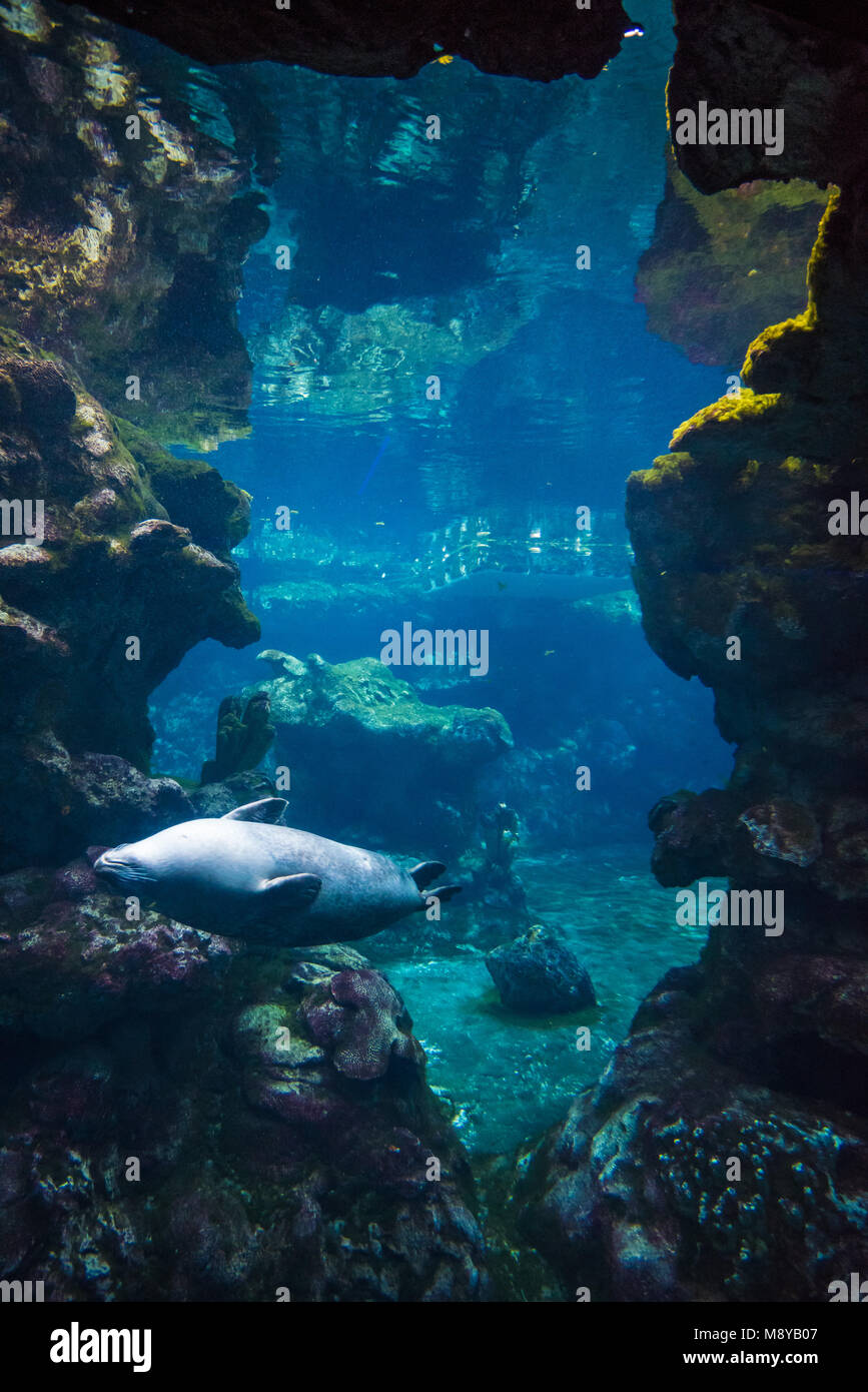 Genova, Italie - le célèbre Aquarium de Gênes, Ligurie. C'est le plus grand aquarium d'Italie et parmi les plus importantes en Europe. Banque D'Images
