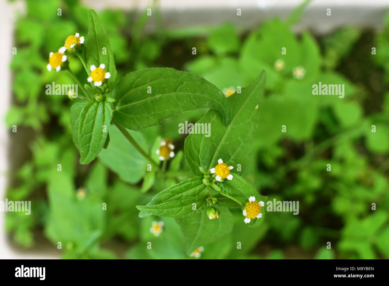 Petites fleurs, libre, de nombreux détails. Banque D'Images