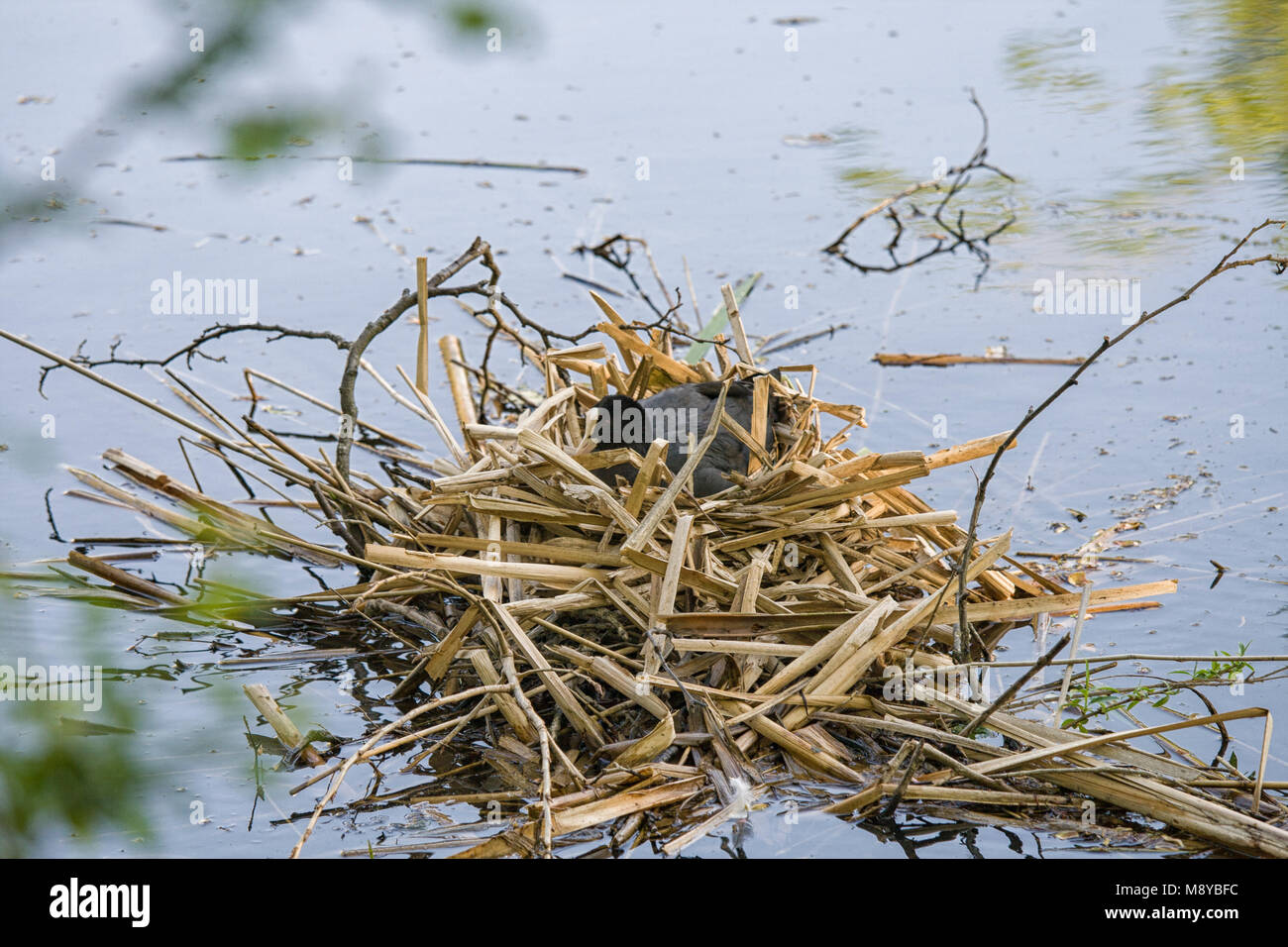 Foulque macroule sur son nid dans l'eau Banque D'Images