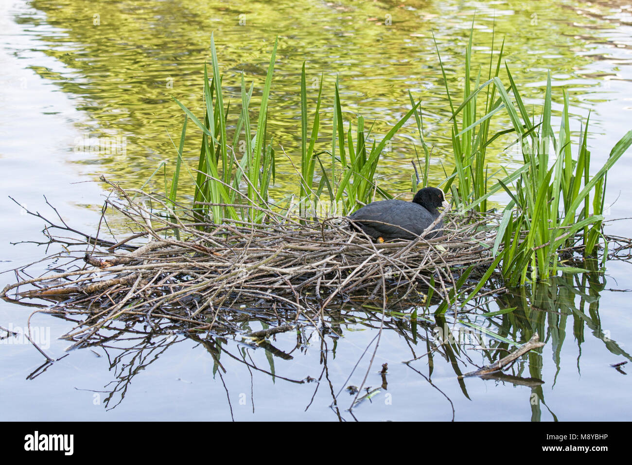 Foulque macroule sur son nid dans l'eau Banque D'Images
