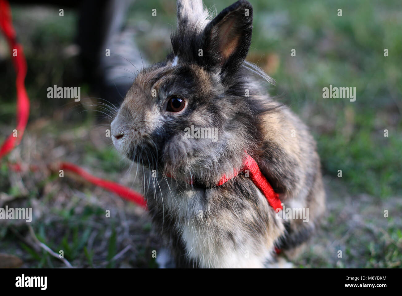 Animal mignon lapin nain à l'extérieur sur l'herbe. Banque D'Images