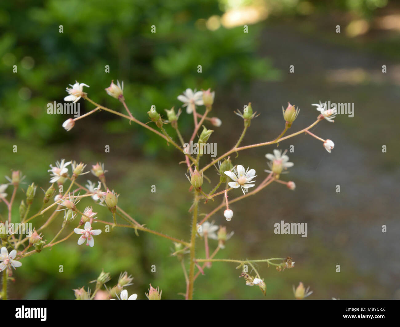 St Patrick's-chou, Saxifraga spathularis Banque D'Images