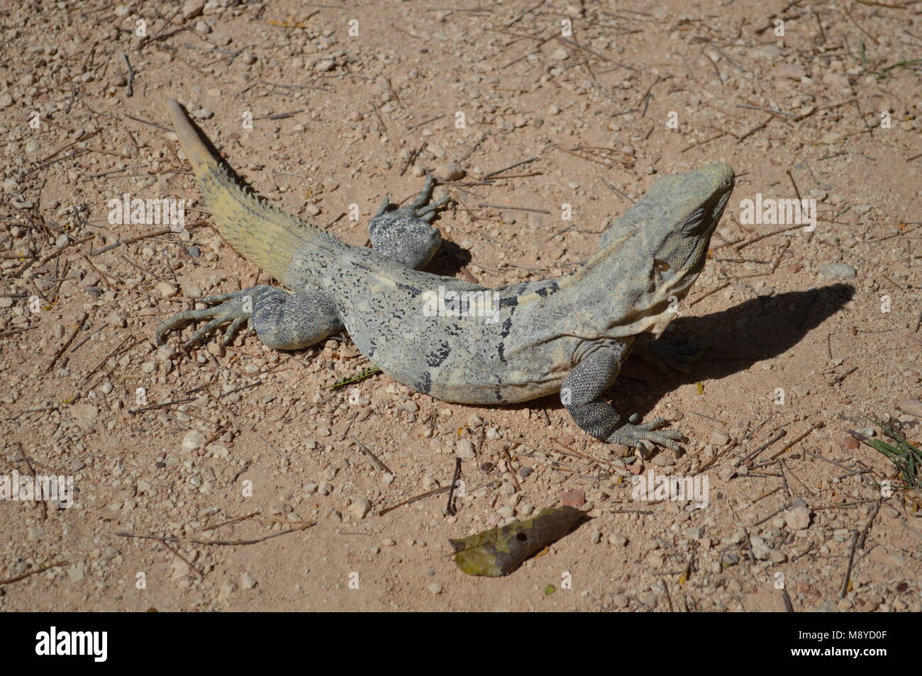 Un iguane à Chichen Itza, Mexique Banque D'Images