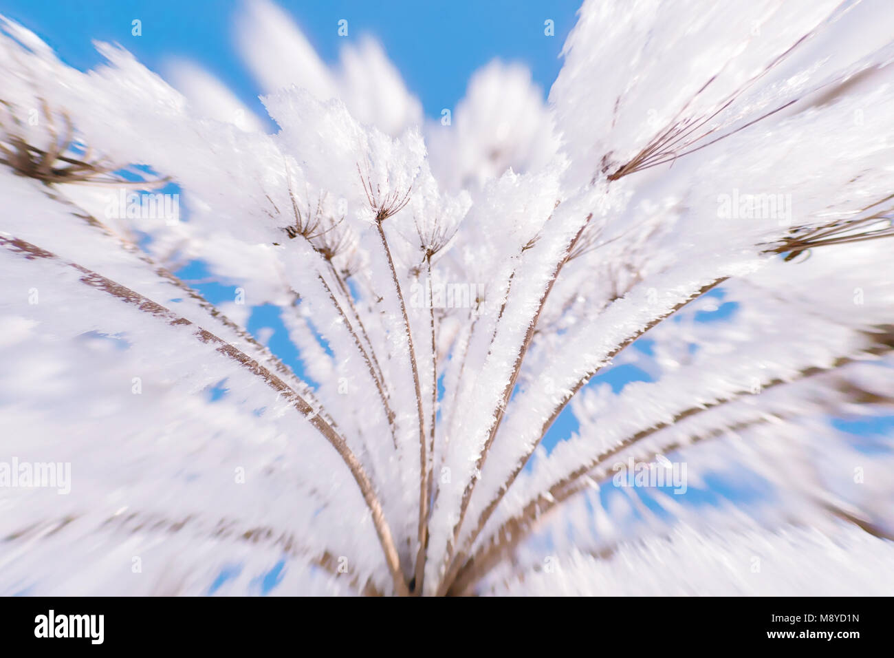 Plante en gel contre le ciel bleu de près. Arrière-plan flou avec focus sélectif et d'effet de distorsion ultra grand angle Banque D'Images