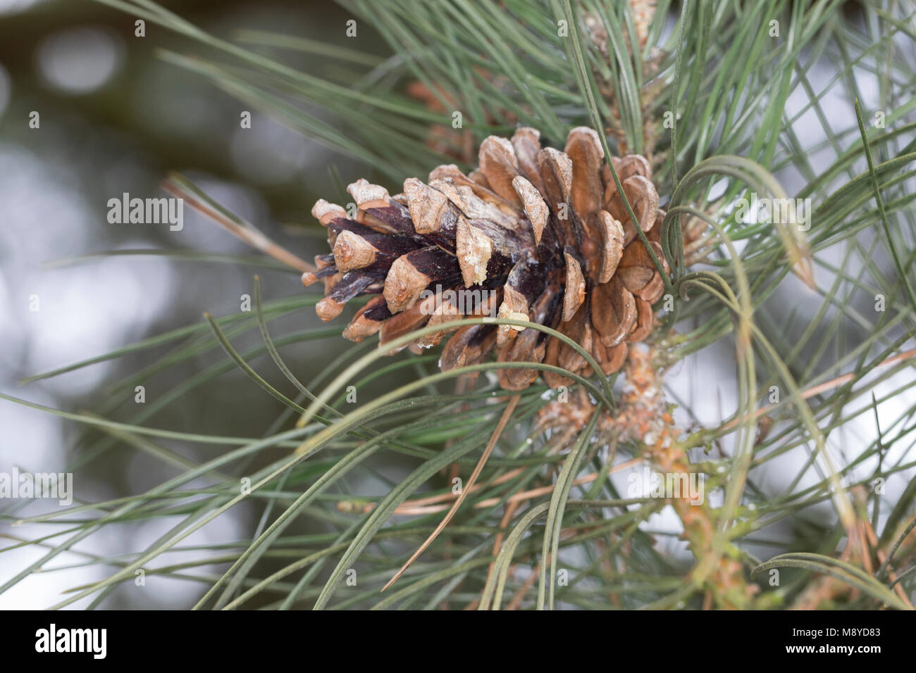Schwarz-Kiefer Schwarzkiefer Schwarzföhre,,, Kiefer, Zapfen, Kiefernzapfen, Pinus nigra, Pinus austriaca, Pin noir, pin, cône, cônes, Le P Banque D'Images