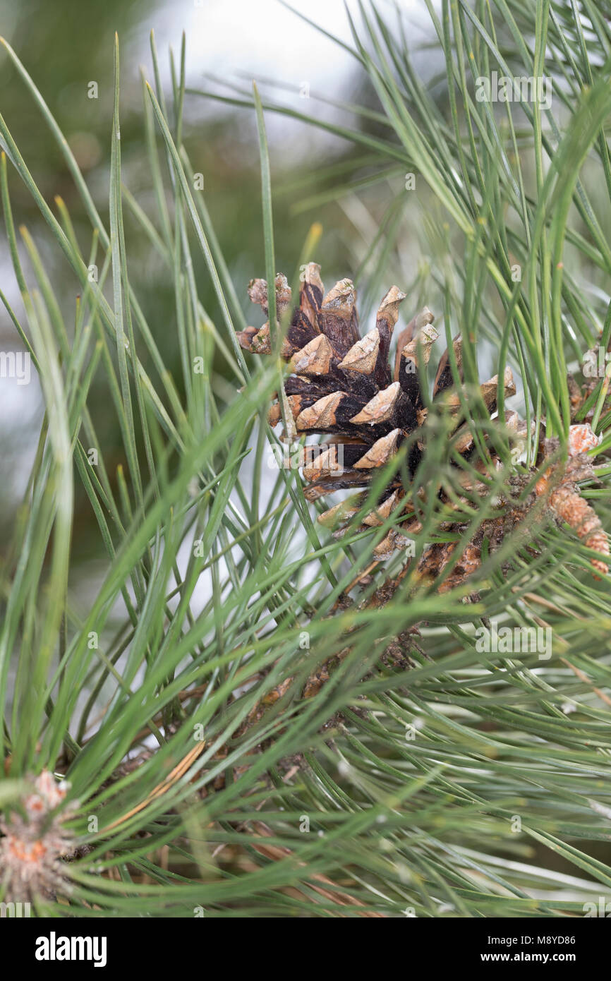 Schwarz-Kiefer Schwarzkiefer Schwarzföhre,,, Kiefer, Zapfen, Kiefernzapfen, Pinus nigra, Pinus austriaca, Pin noir, pin, cône, cônes, Le P Banque D'Images