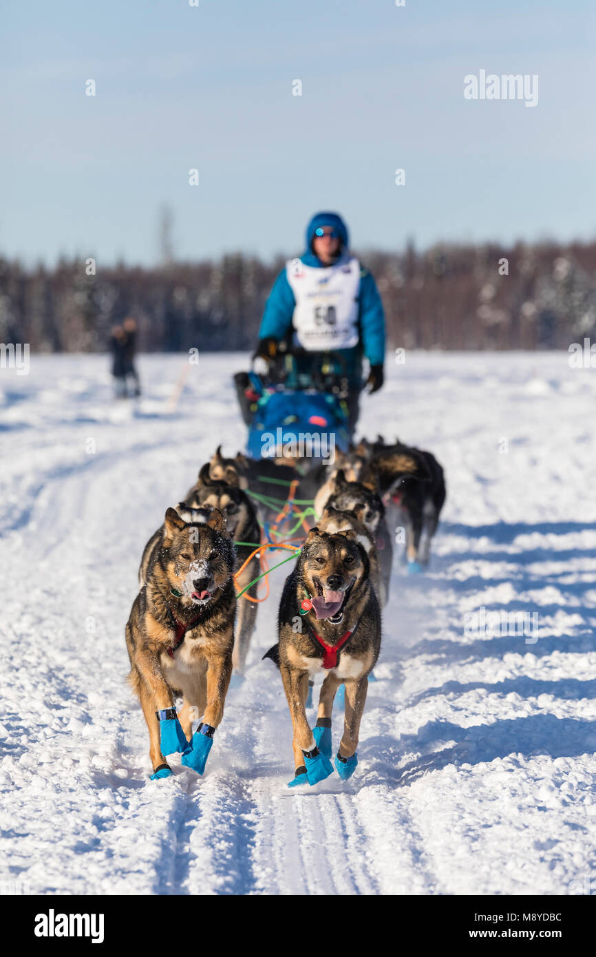 Musher Travis Beals après le redémarrage en saule de la 46e Iditarod Trail Sled Dog Race dans le sud de l'Alaska. Banque D'Images