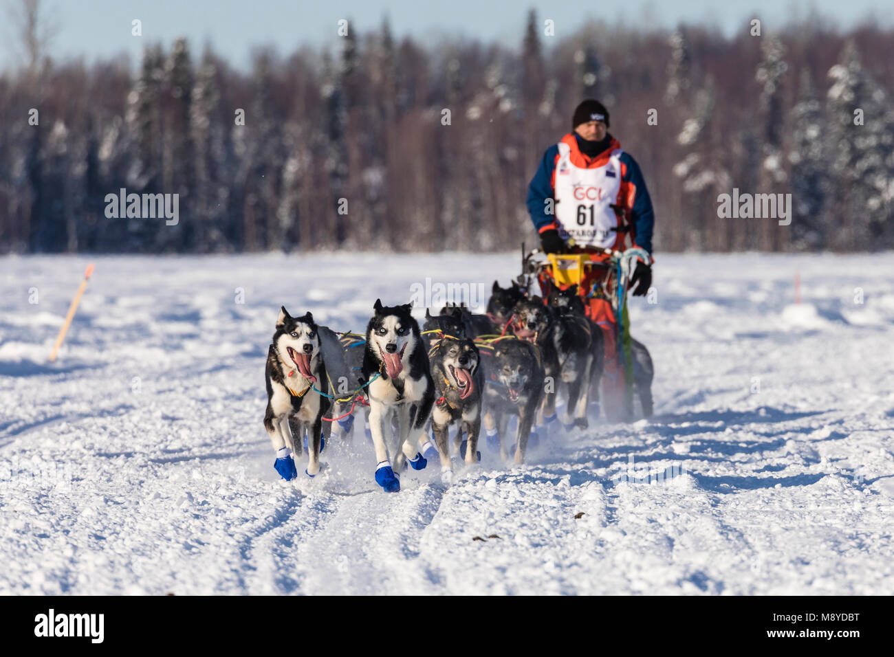 Musher Lars Monsen après le redémarrage en saule de la 46e Iditarod Trail Sled Dog Race dans le sud de l'Alaska. Banque D'Images