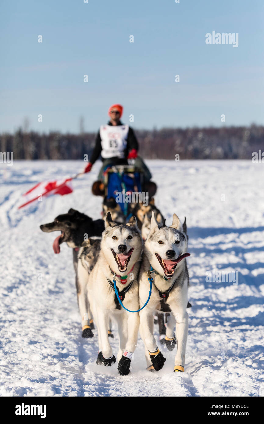 Musher Bradley Farquhar après le redémarrage en saule de la 46e Iditarod Trail Sled Dog Race dans le sud de l'Alaska. Banque D'Images