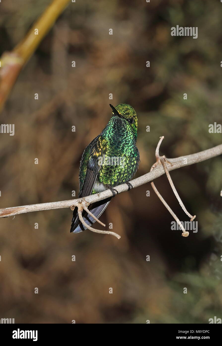 Western Emerald (Chlorostilbon melanorhynchus) mâle adulte, perché sur twig Quito, Équateur Février Banque D'Images