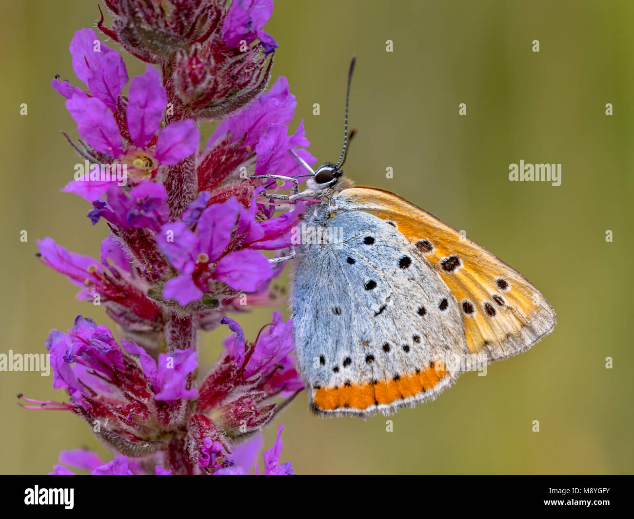 (Lycaena dispar grande) papillon endémique des Pays-Bas le nectar de nourriture sur les fleurs de la salicaire (Lythrum salicaria) Banque D'Images (Lycaena dispar grande) papillon endémique des Pays-Bas le nectar de nourriture sur les fleurs de la salicaire (Lythrum salicaria) Banque D'Images