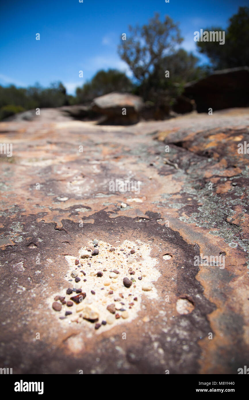 Rock sur la plage de Bondi Banque D'Images