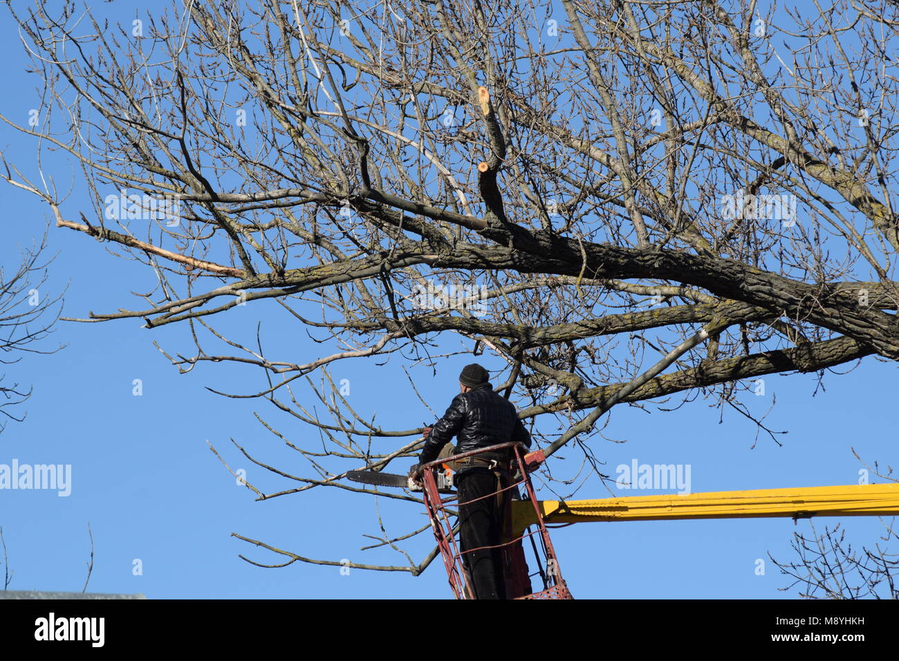 L'élagage des arbres à l'aide d'un bras de levage Banque D'Images