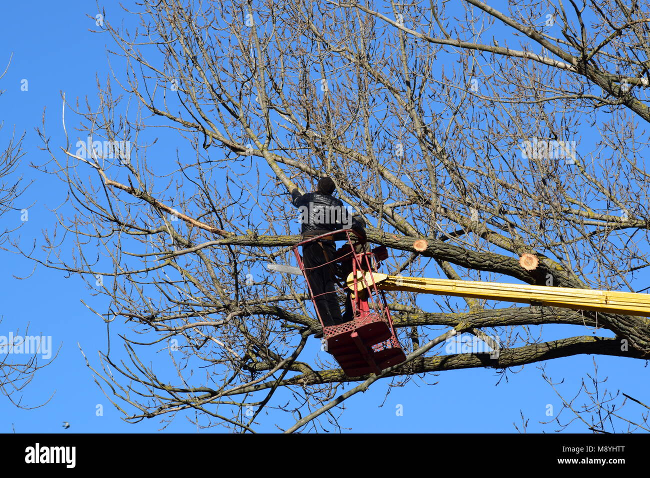 L'élagage des arbres à l'aide d'un bras de levage Banque D'Images