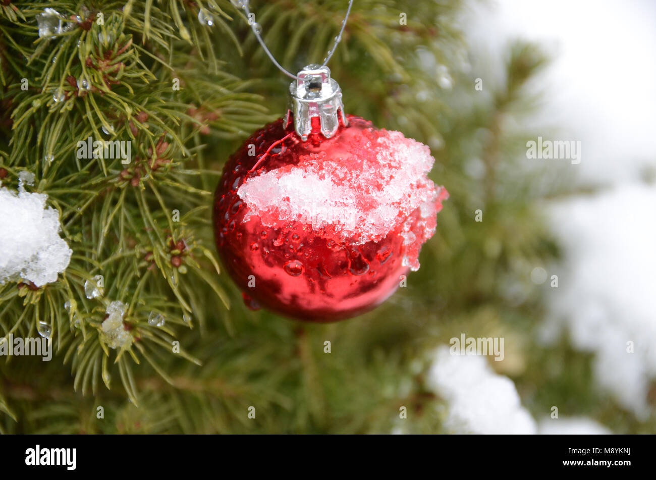 Seul red boule de noël sur un sapin couvert de neige. Banque D'Images