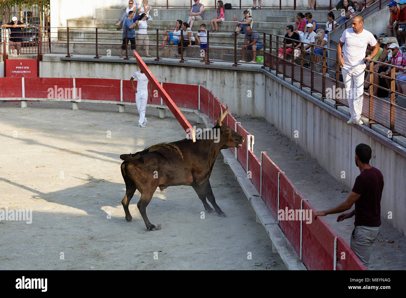 Bull détruit la barrière, torero se cachant de Bull sur la clôture rouge dans l'arène de Bellegarde, Provence, France Banque D'Images