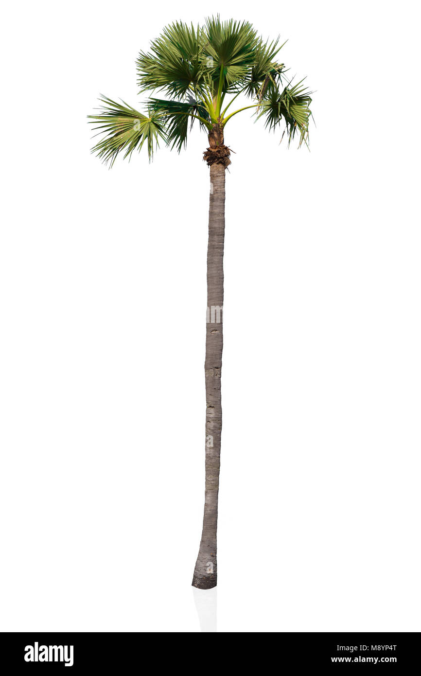 Palmyre asiatique haute palm tree with clipping path isolés Banque D'Images