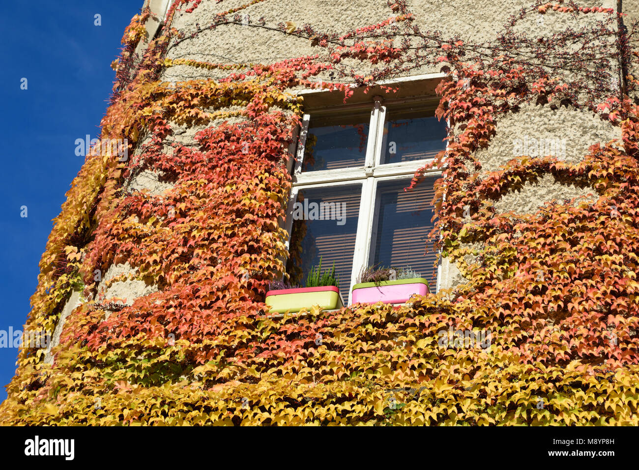 Fenêtre avec lierre sur façade dans sunshine Banque D'Images