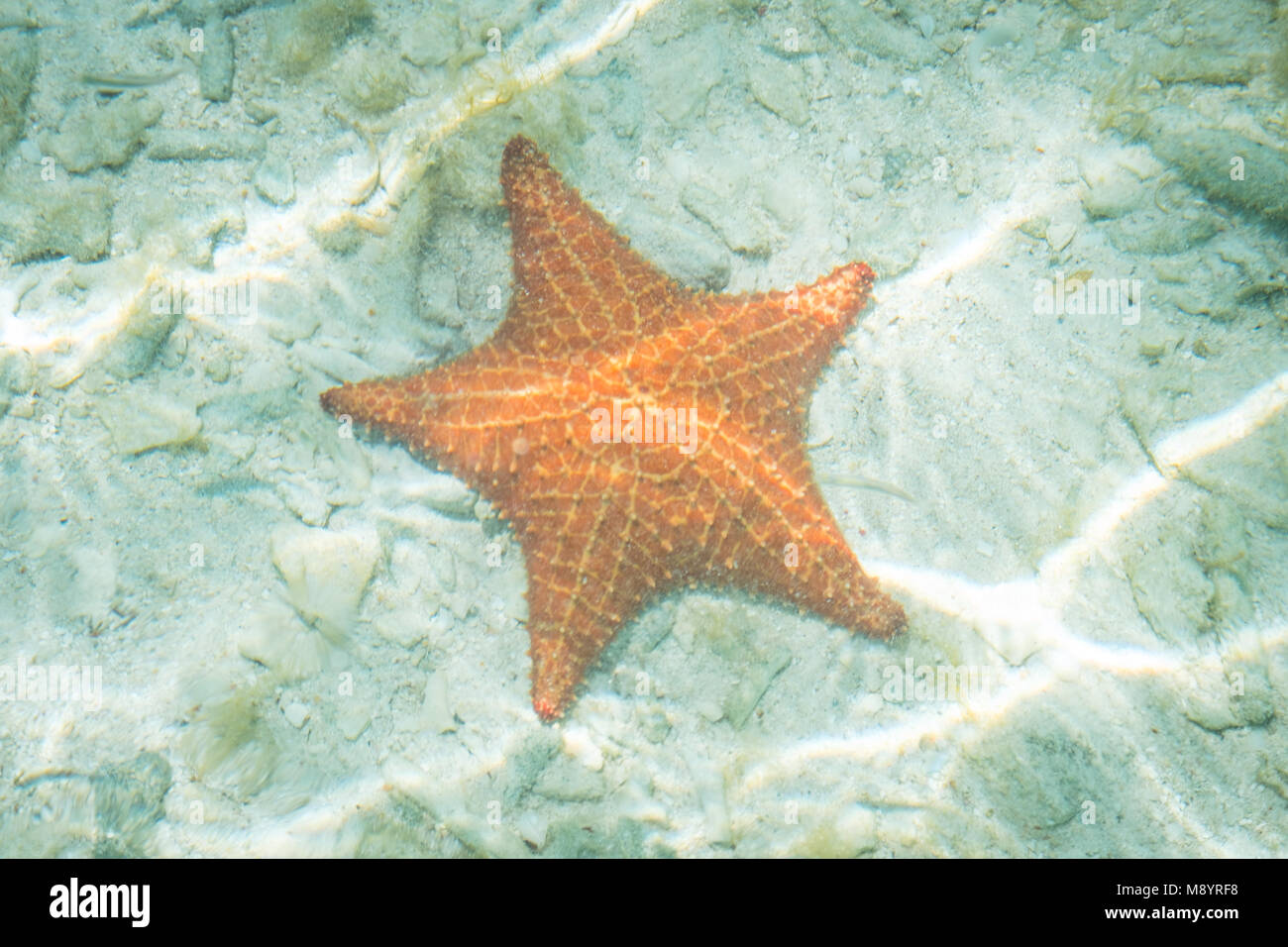 Sous l'étoile de mer - étoile de mer dans l'eau - les vacances d'été Banque D'Images