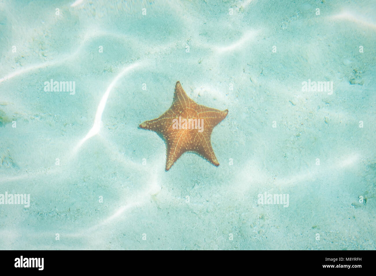 Sous l'étoile de mer - étoile de mer dans l'eau - les vacances d'été Banque D'Images