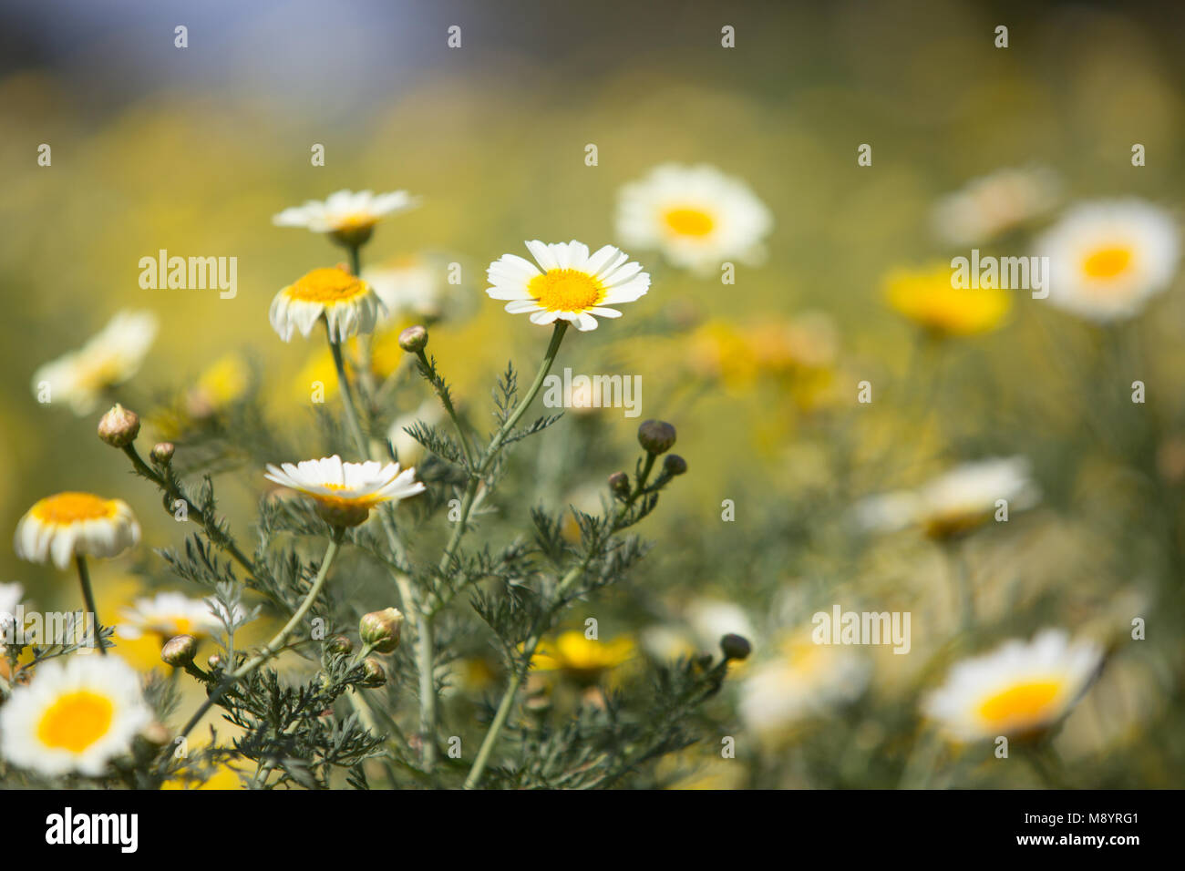 Marguerite Jaune Et Blanc Fleur Sauvage Avec Blur