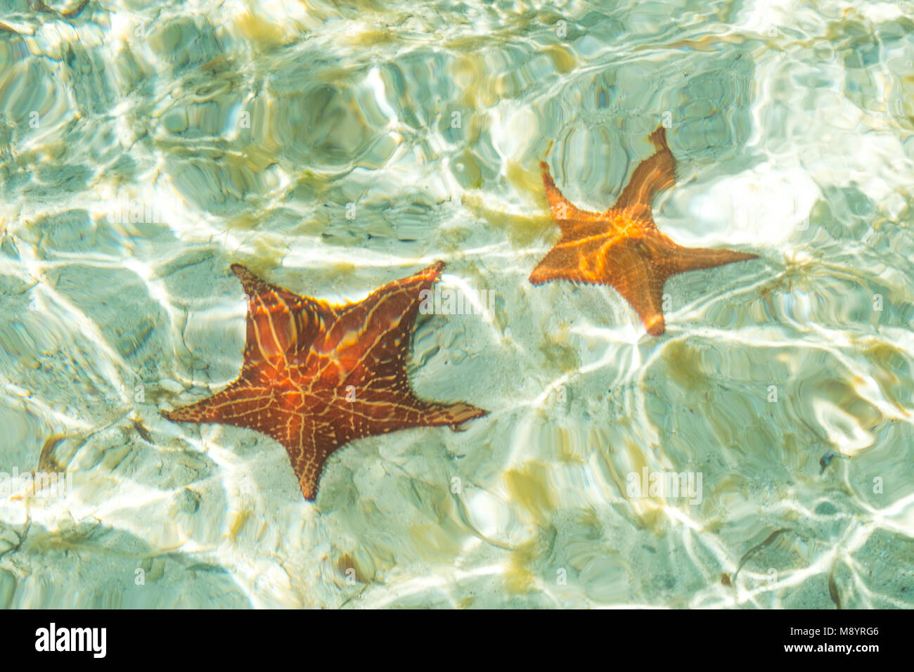 Deux étoiles de mer dans l'océan - star - poisson sous l'eau Banque D'Images