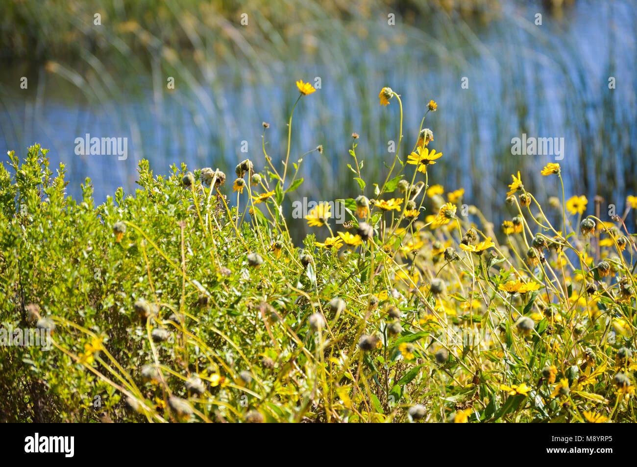 Floraison de fleurs sauvages en terres humides, Californie Ballona Banque D'Images