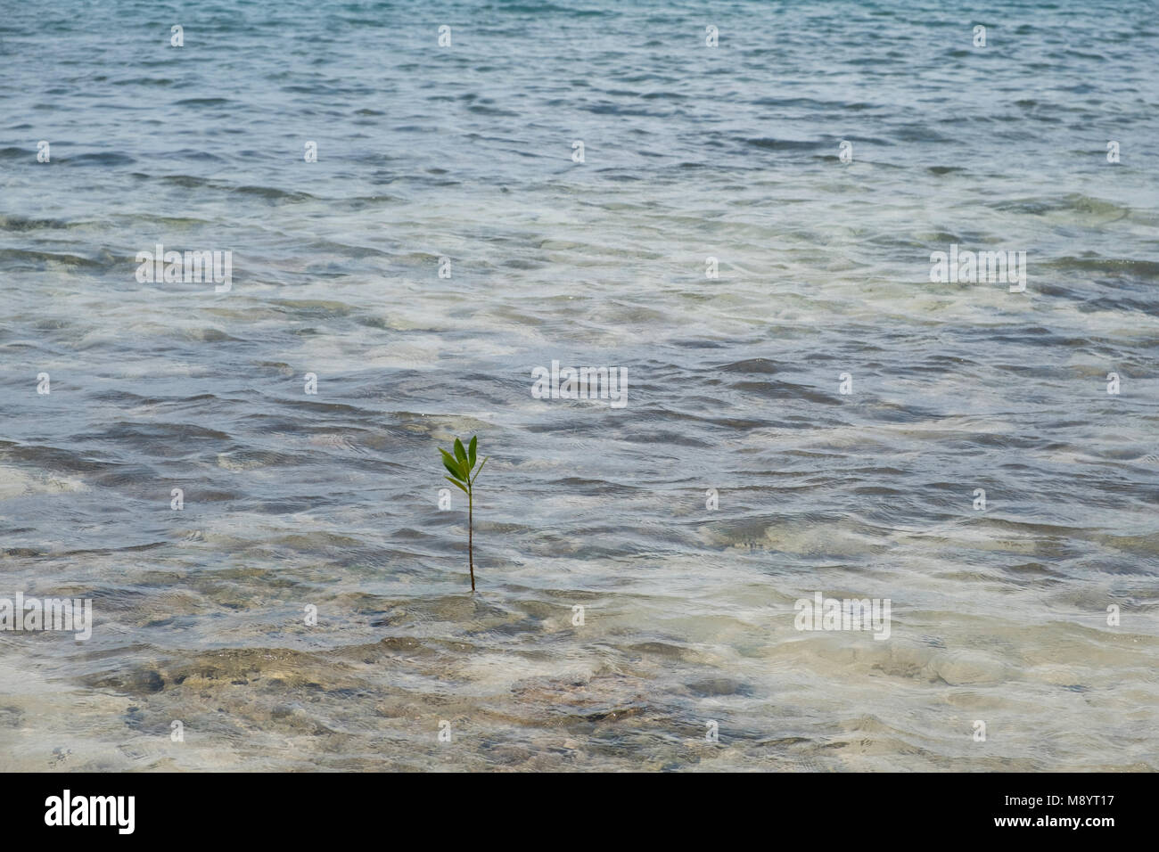 Petite branche de mangroves poussant dans l'eau de mer peu profonde - Banque D'Images