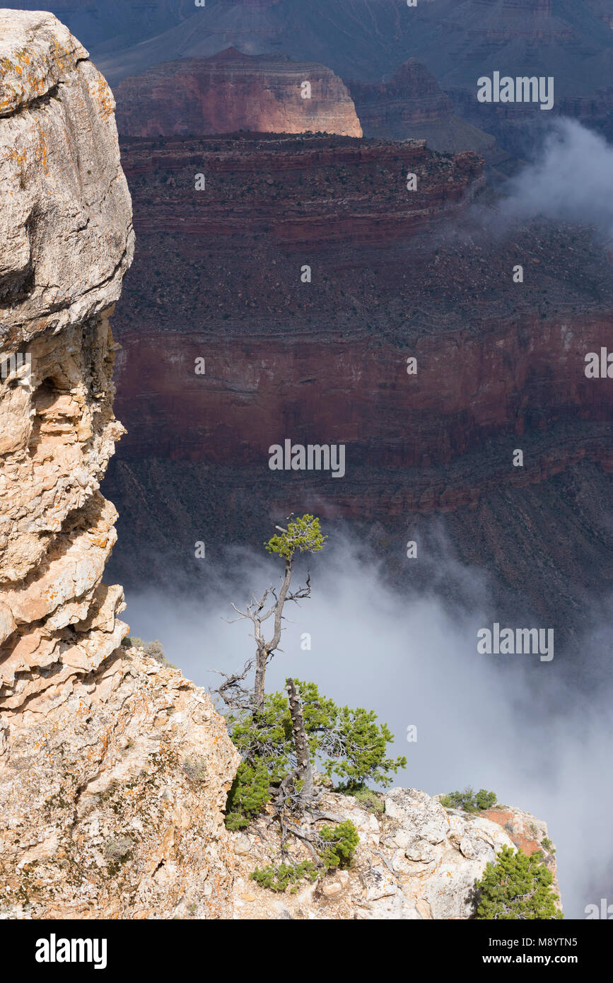 L'augmentation de la brume, Yavapai Point, Grand Canyon NP, Arizona, USA, mi-septembre, par Dominique Braud/Dembinsky Assoc Photo Banque D'Images