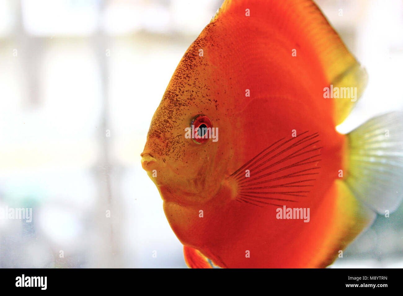 Des poissons de disque dans l'aquarium d'eau douce Banque D'Images